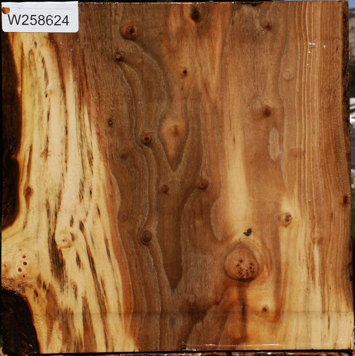 Figured Elm Bowl Blank