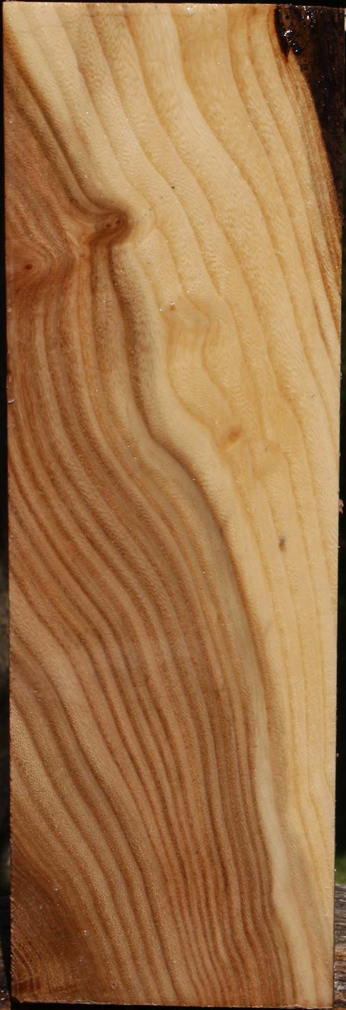 Elm Vessel Blank