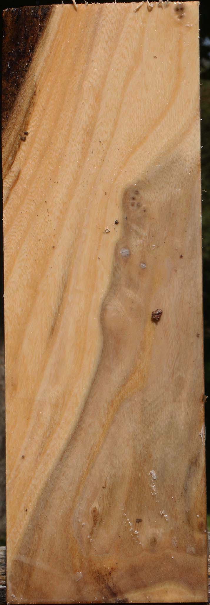 Elm Vessel Blank