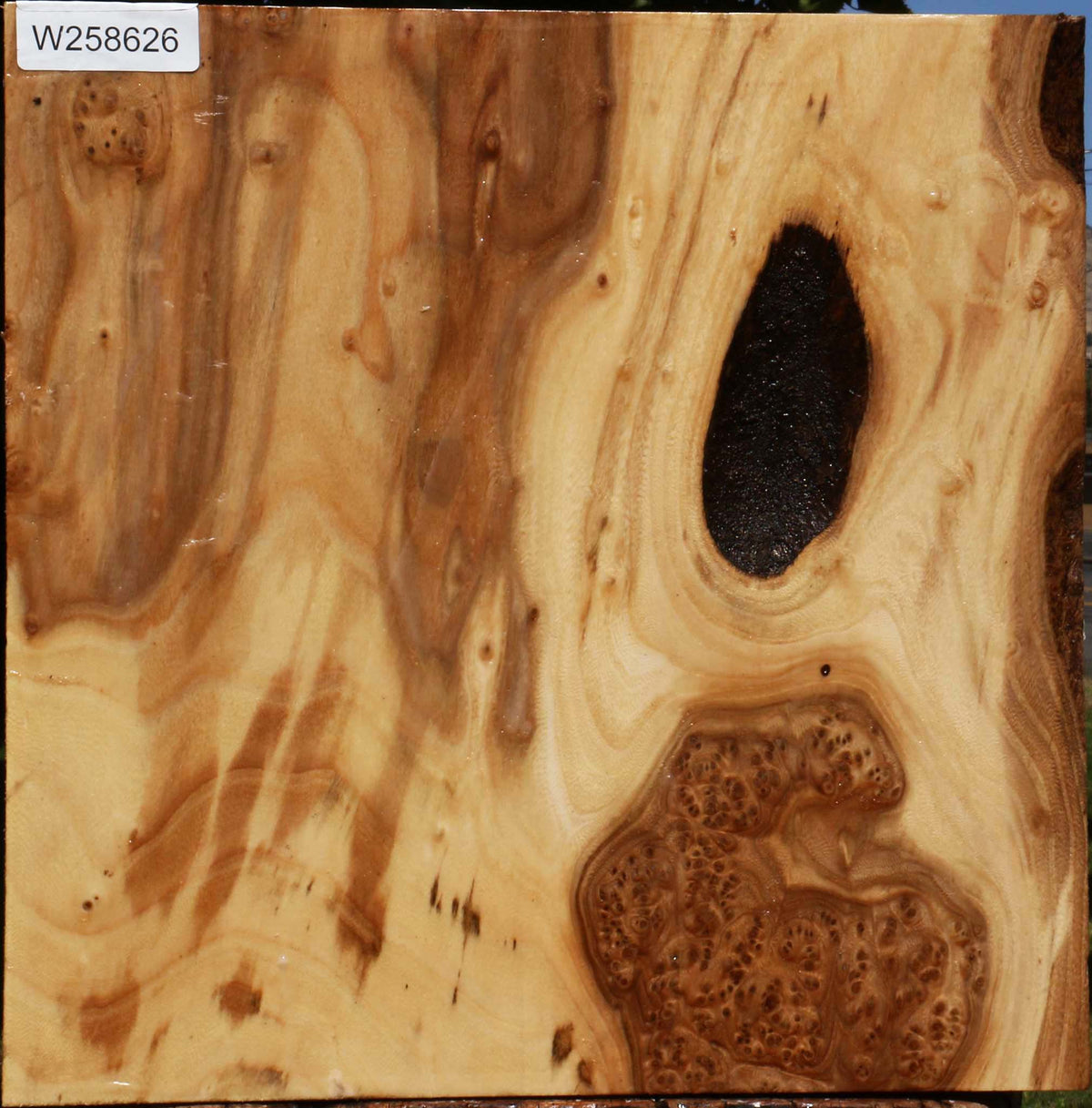 Figured Elm Bowl Blank