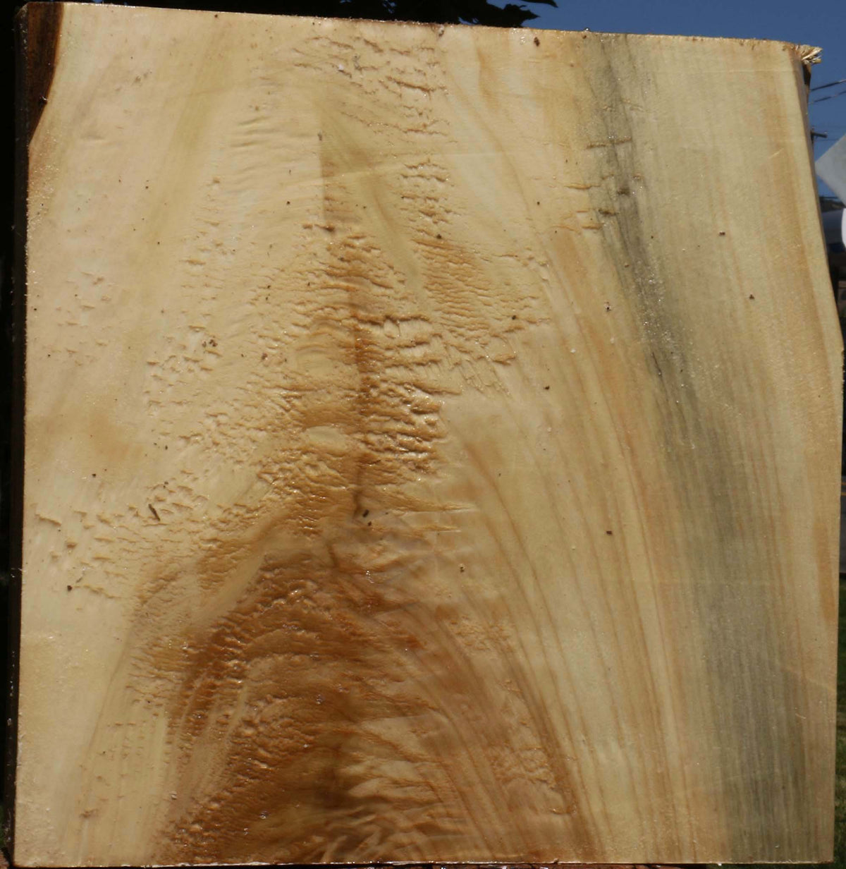 Black Cottonwood Bowl Blank