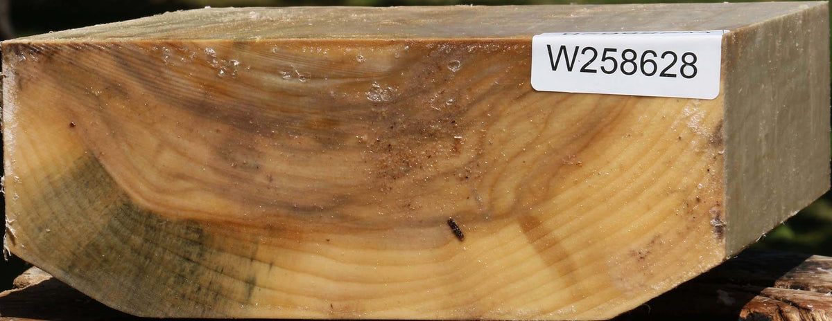 Black Cottonwood Bowl Blank