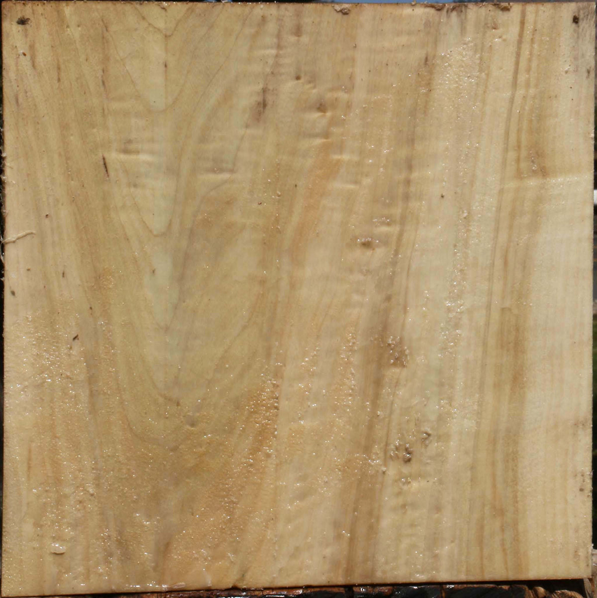 Black Cottonwood Bowl Blank