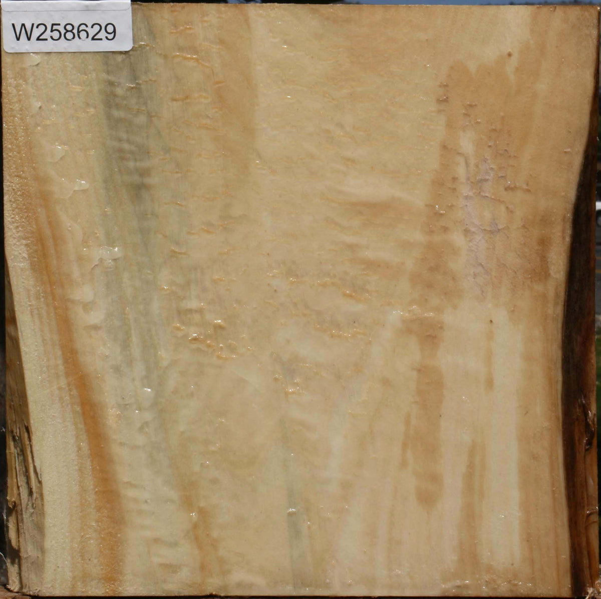 Black Cottonwood Bowl Blank
