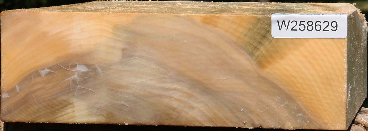 Black Cottonwood Bowl Blank