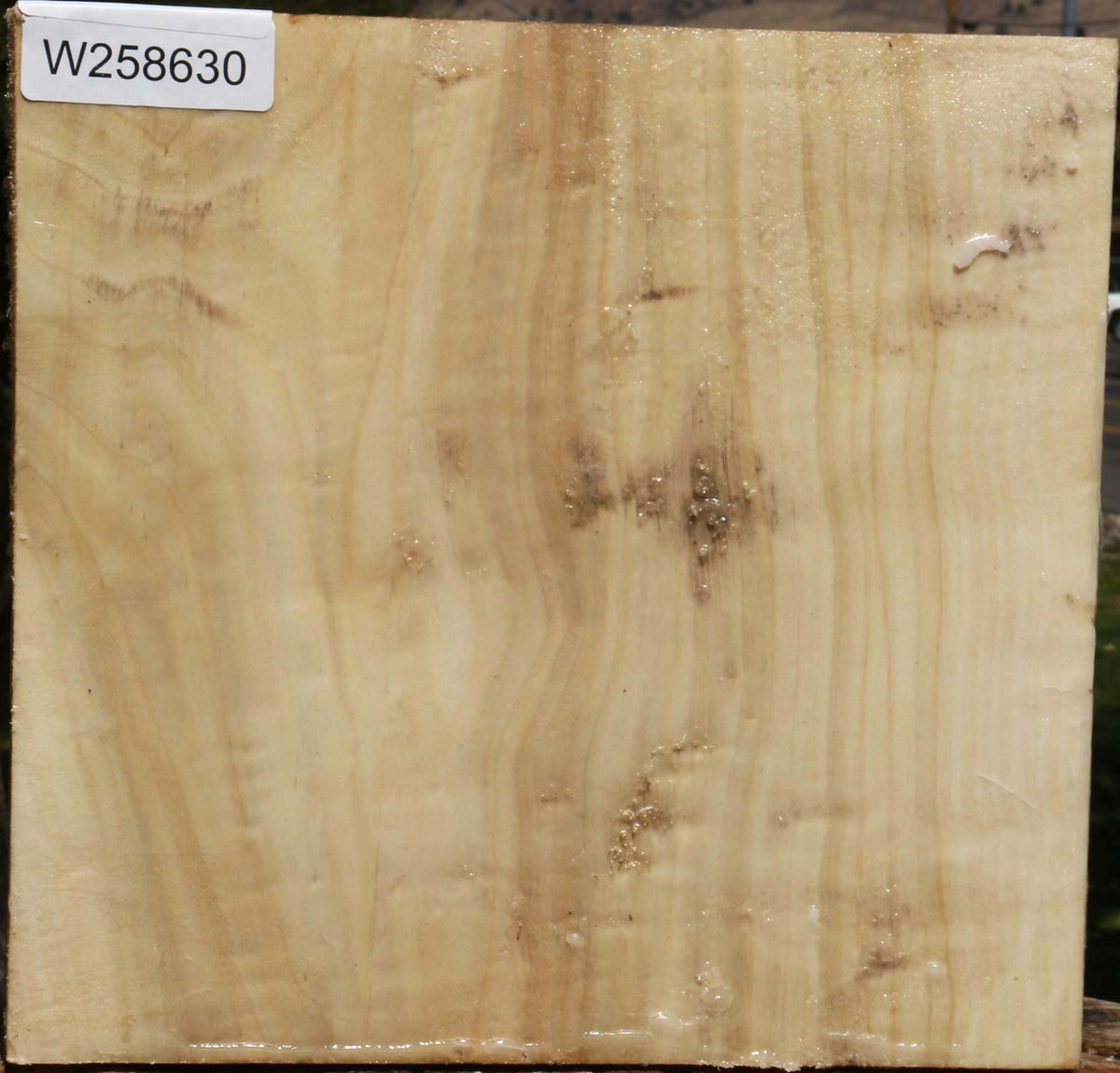 Black Cottonwood Bowl Blank