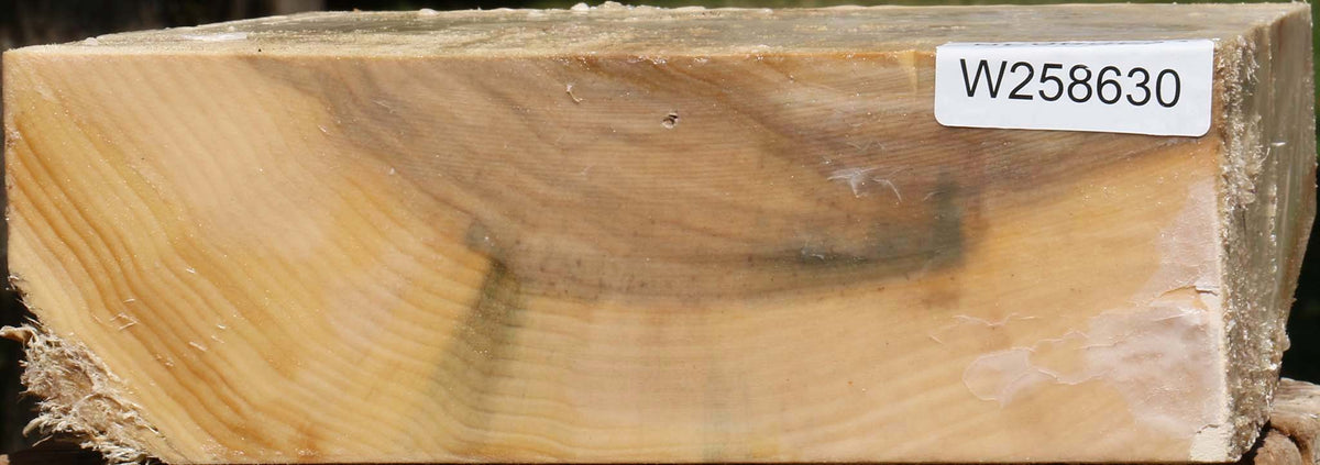Black Cottonwood Bowl Blank