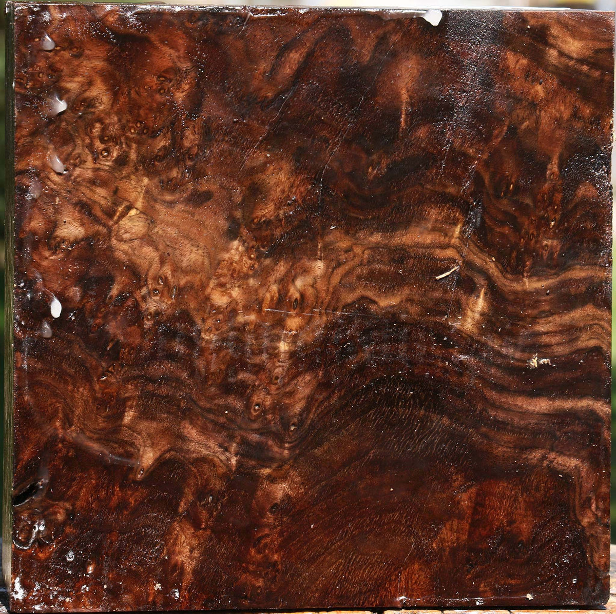Claro Walnut Burl Bowl Blank