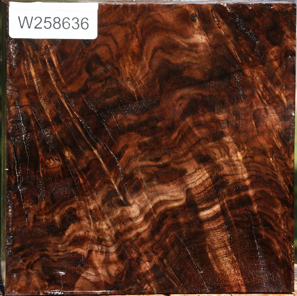 Claro Walnut Burl Bowl Blank