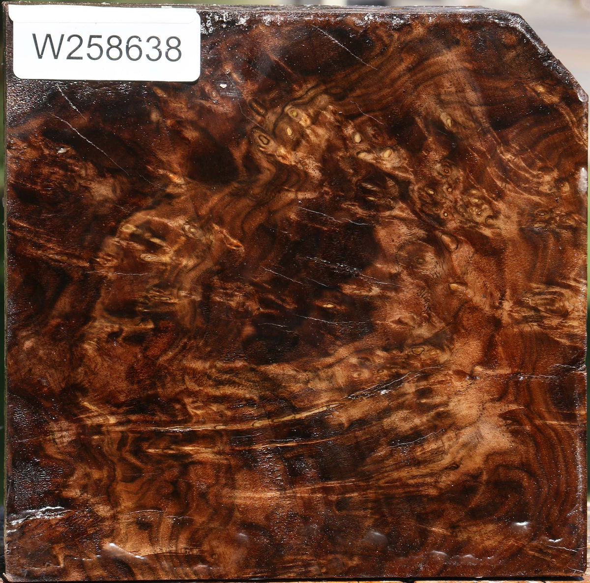 Claro Walnut Burl Bowl Blank