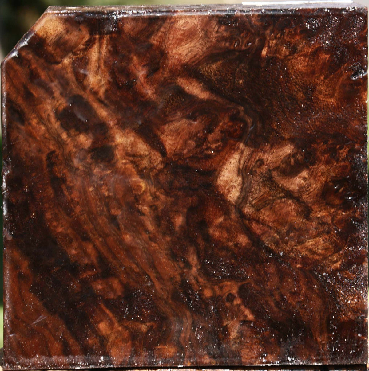 Claro Walnut Burl Bowl Blank