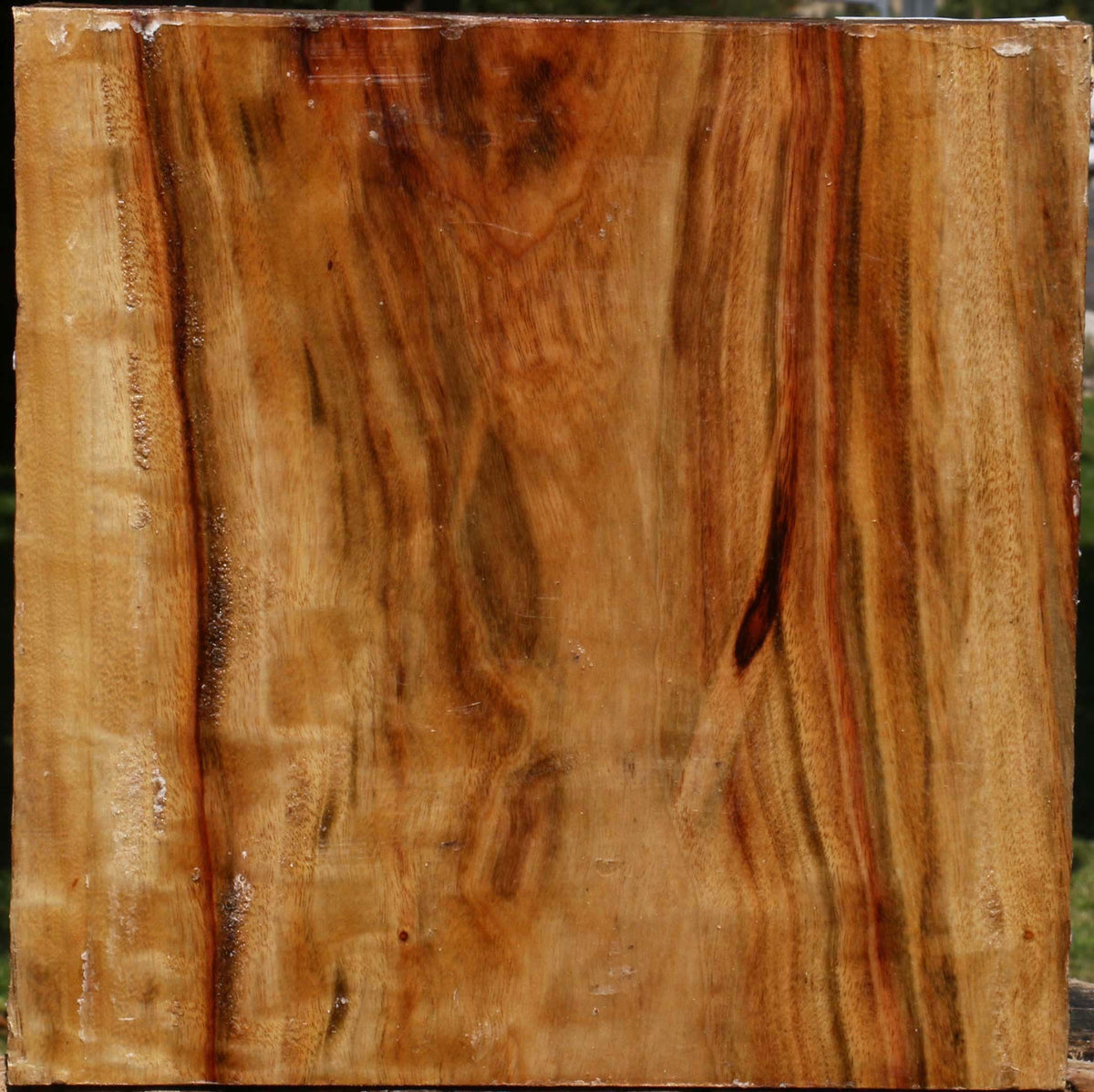 Figured Camphor Bowl Blank