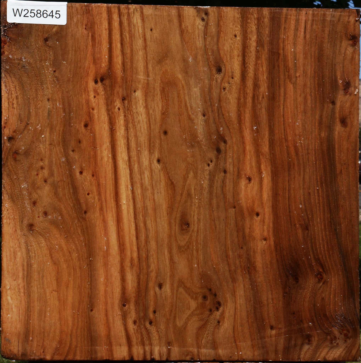 Figured Elm Bowl Blank