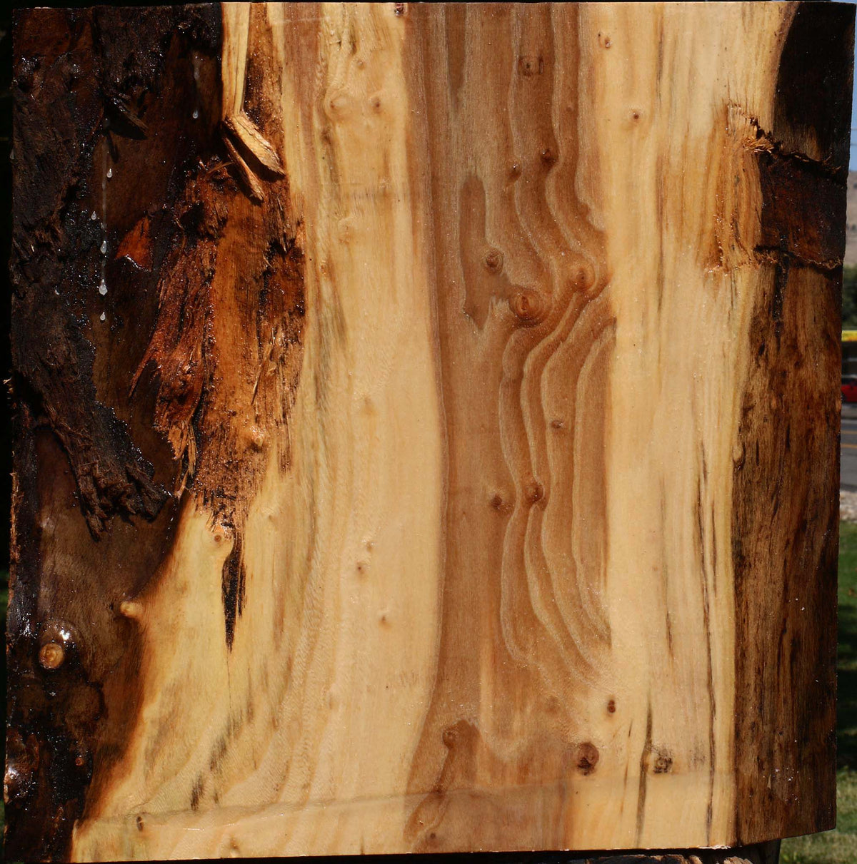 Figured Elm Bowl Blank