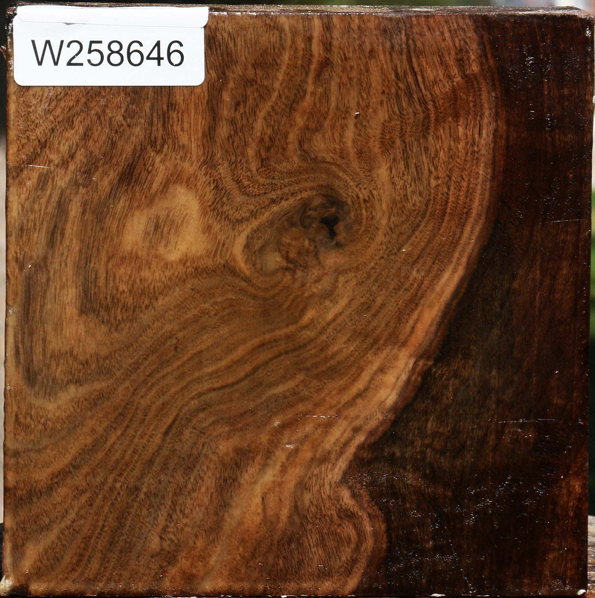 Figured Claro Walnut Bowl Blank