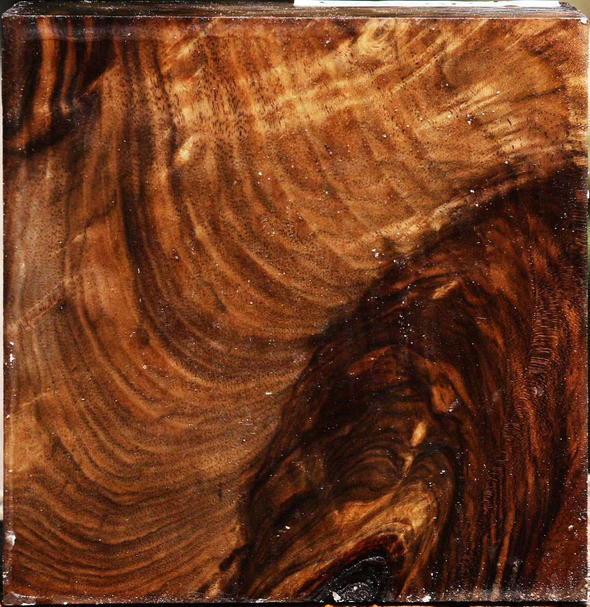 Extra Fancy Grafted Claro Walnut Bowl Blank