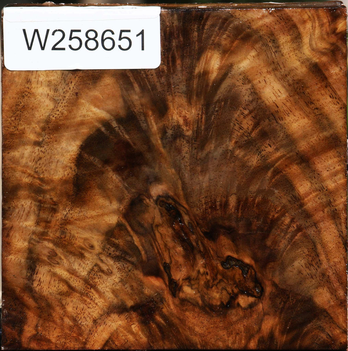 Extra Fancy Claro Walnut Bowl Blank