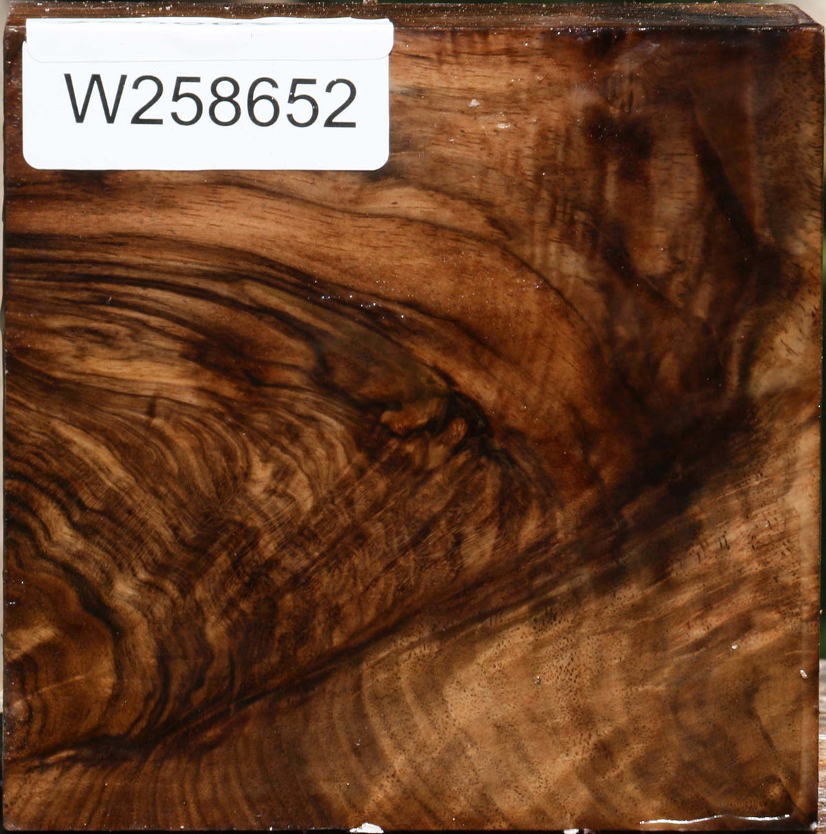 Extra Fancy Grafted Claro Walnut Bowl Blank