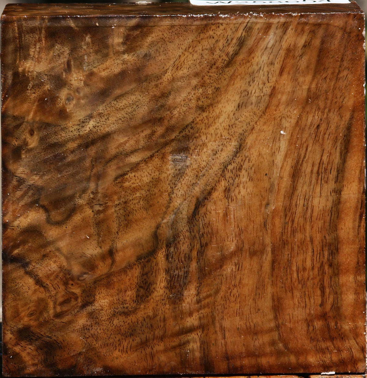 Extra Fancy Claro Walnut Bowl Blank