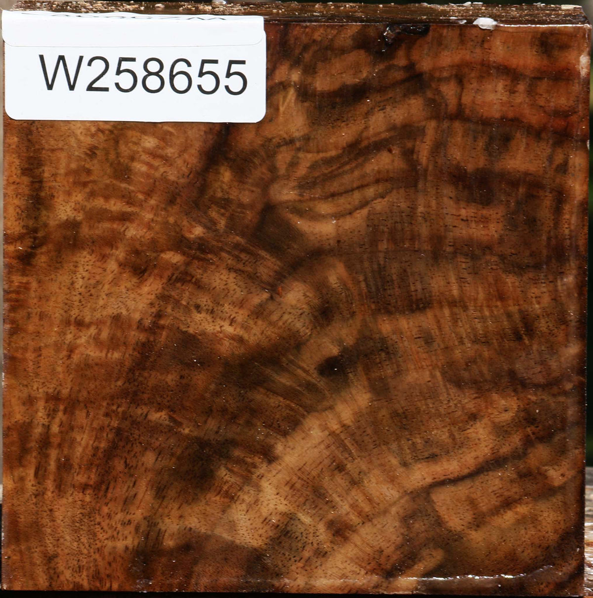Extra Fancy Claro Walnut Bowl Blank