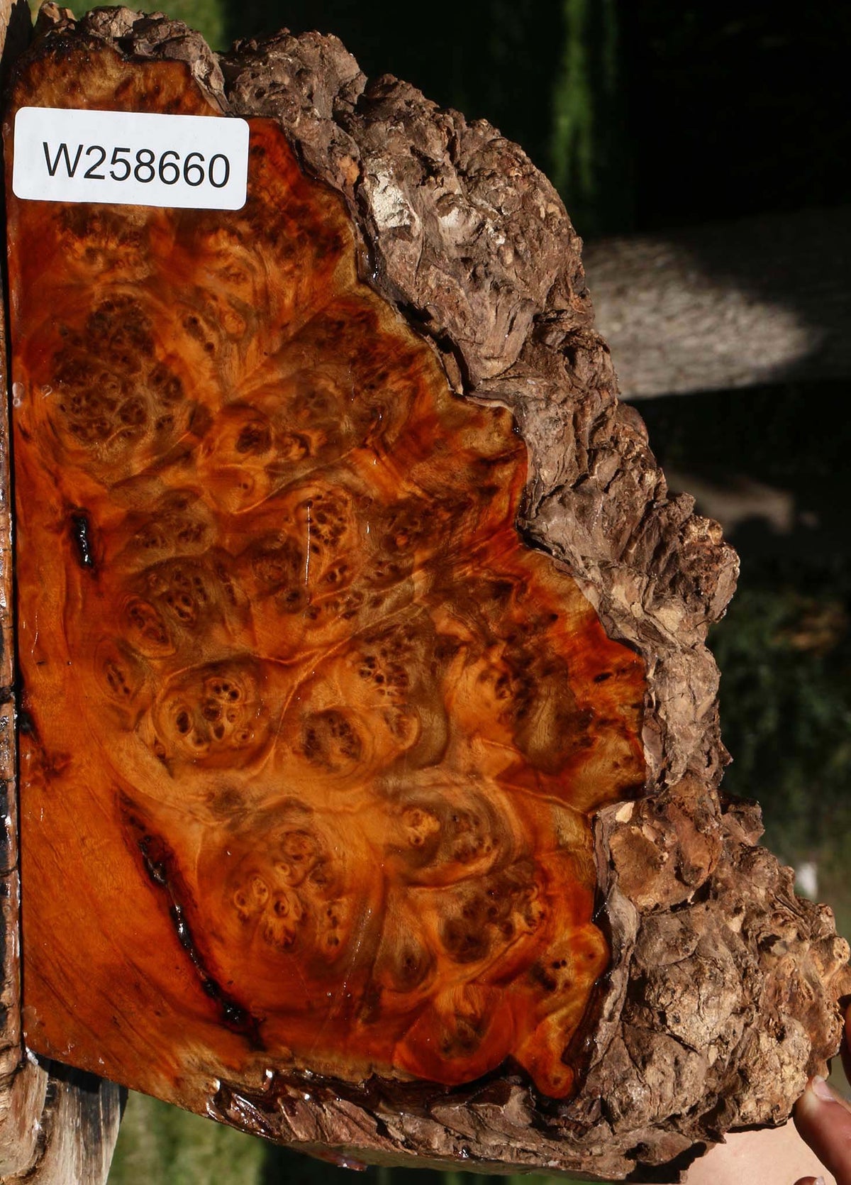 Pernambuco Burl Live Edge Turning Blank