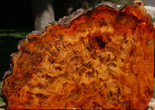 Pernambuco Burl Live Edge Turning Blank