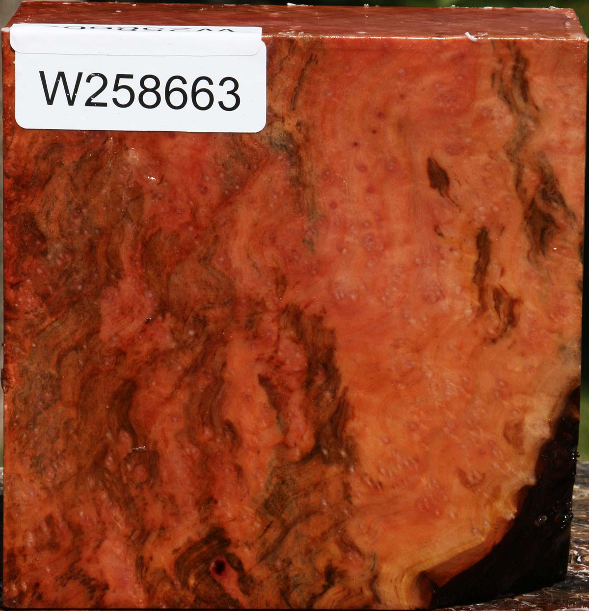 Madrone Burl Bowl Blank
