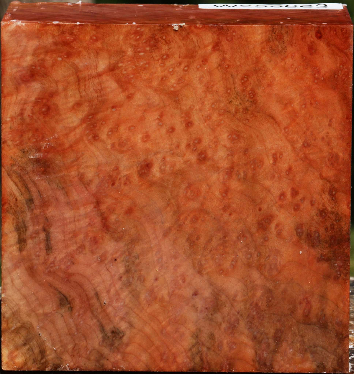 Madrone Burl Bowl Blank