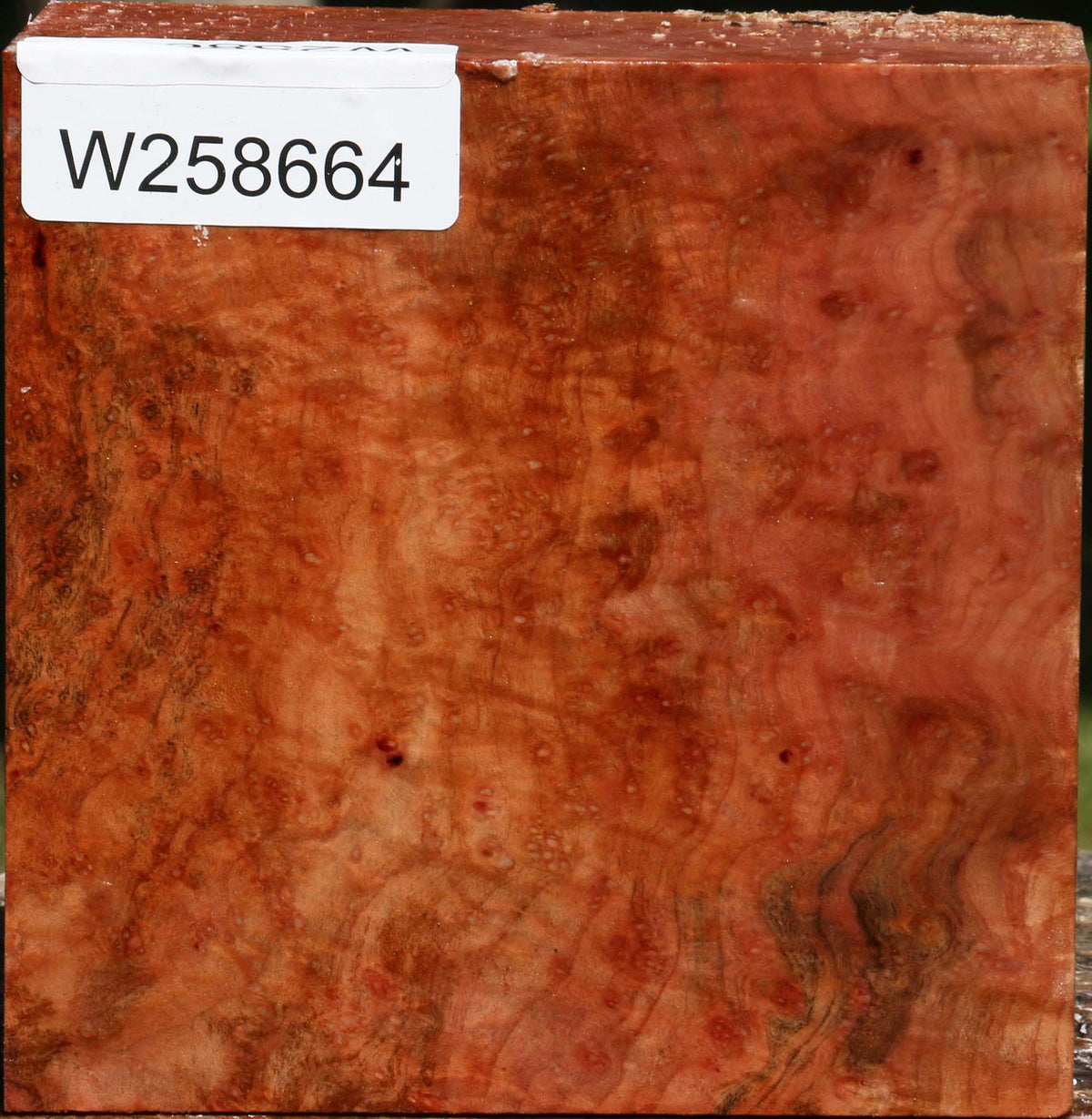 Madrone Burl Bowl Blank