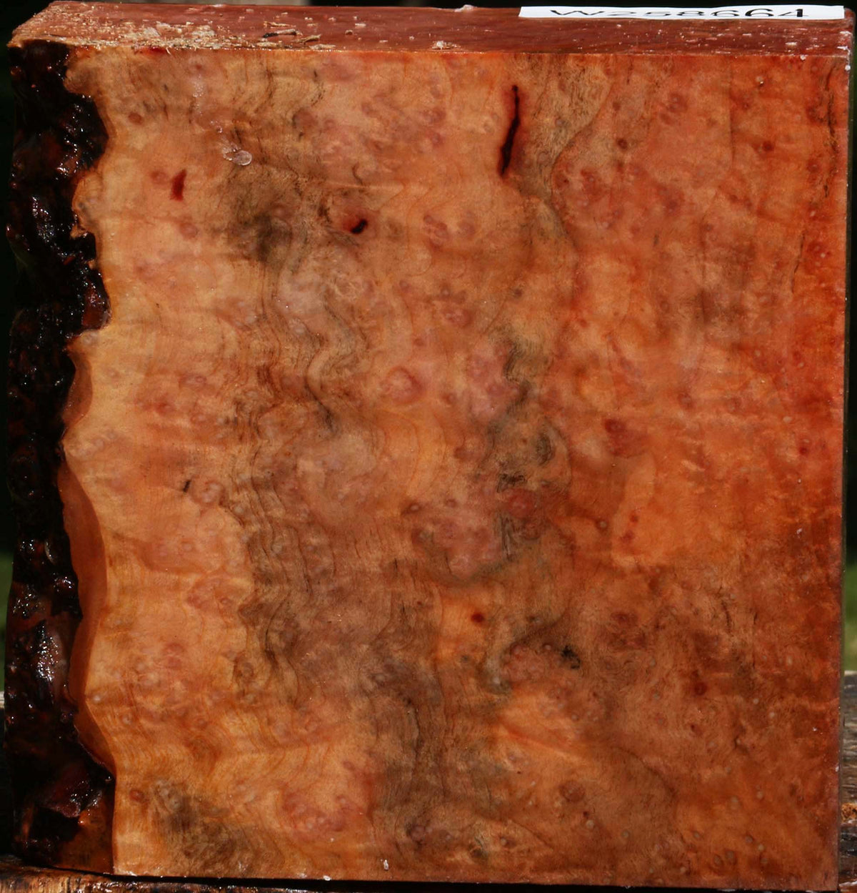 Madrone Burl Bowl Blank