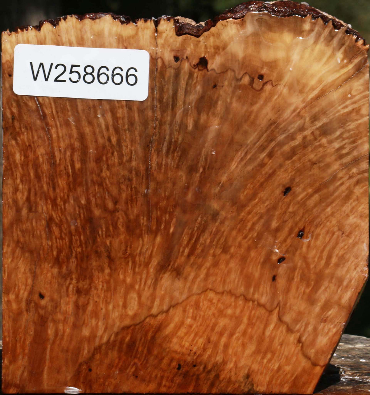 Kanista Burl Live Edge Turning Blank