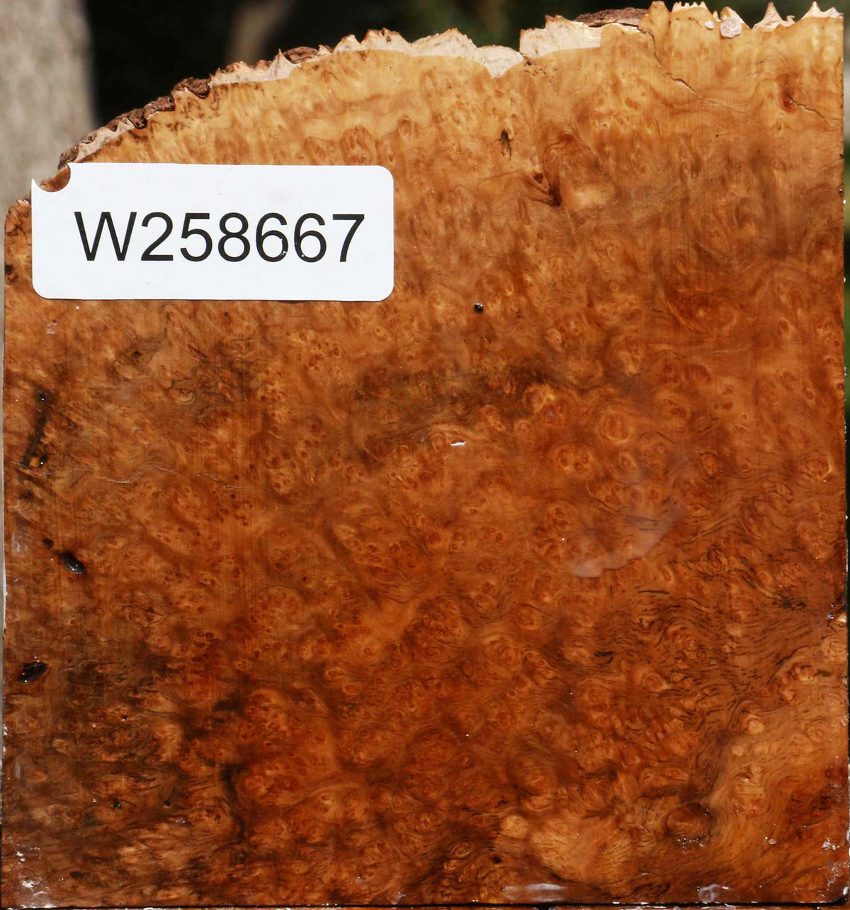 Kanista Burl Live Edge Turning Blank