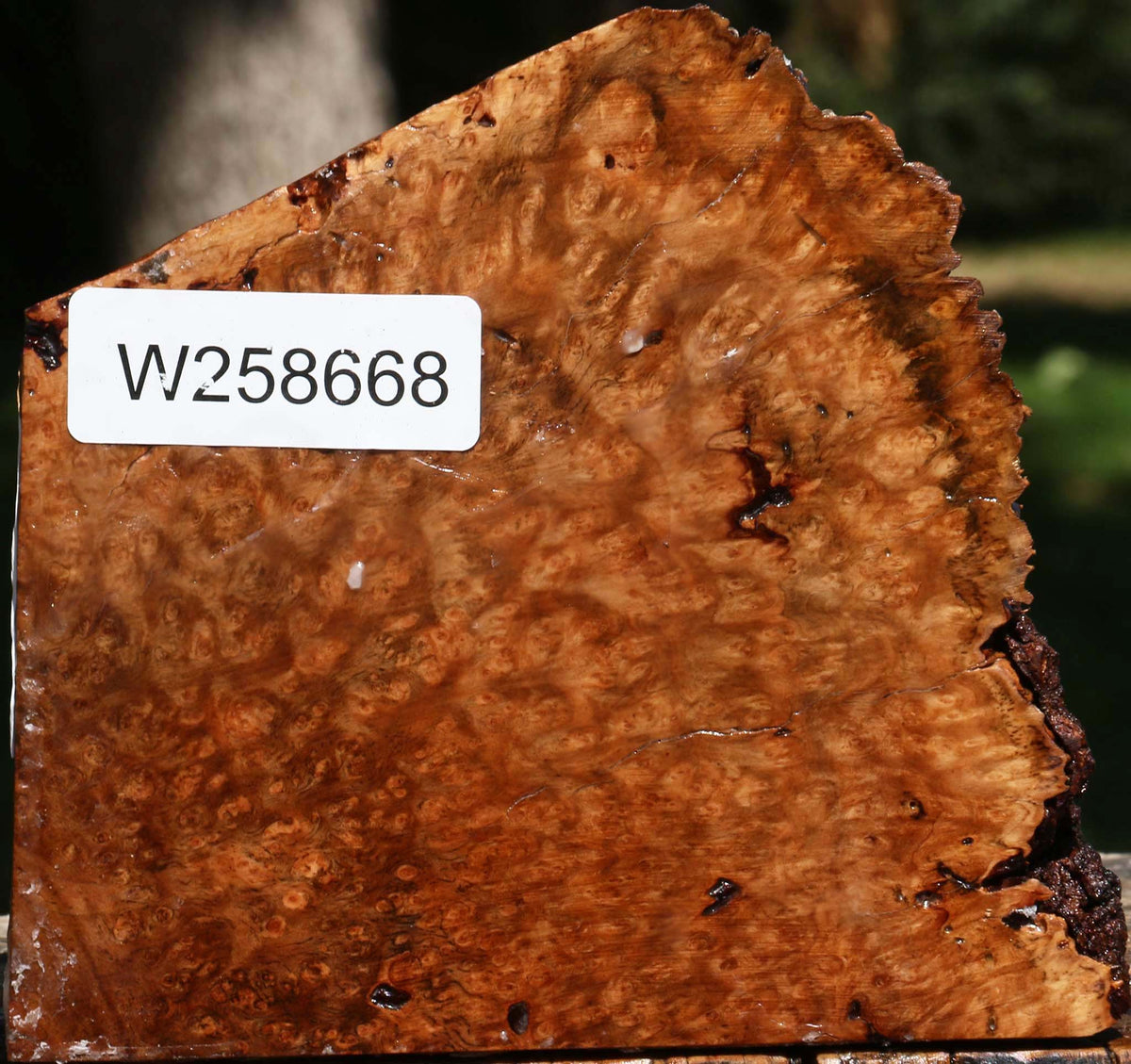Kanista Burl Live Edge Turning Blank