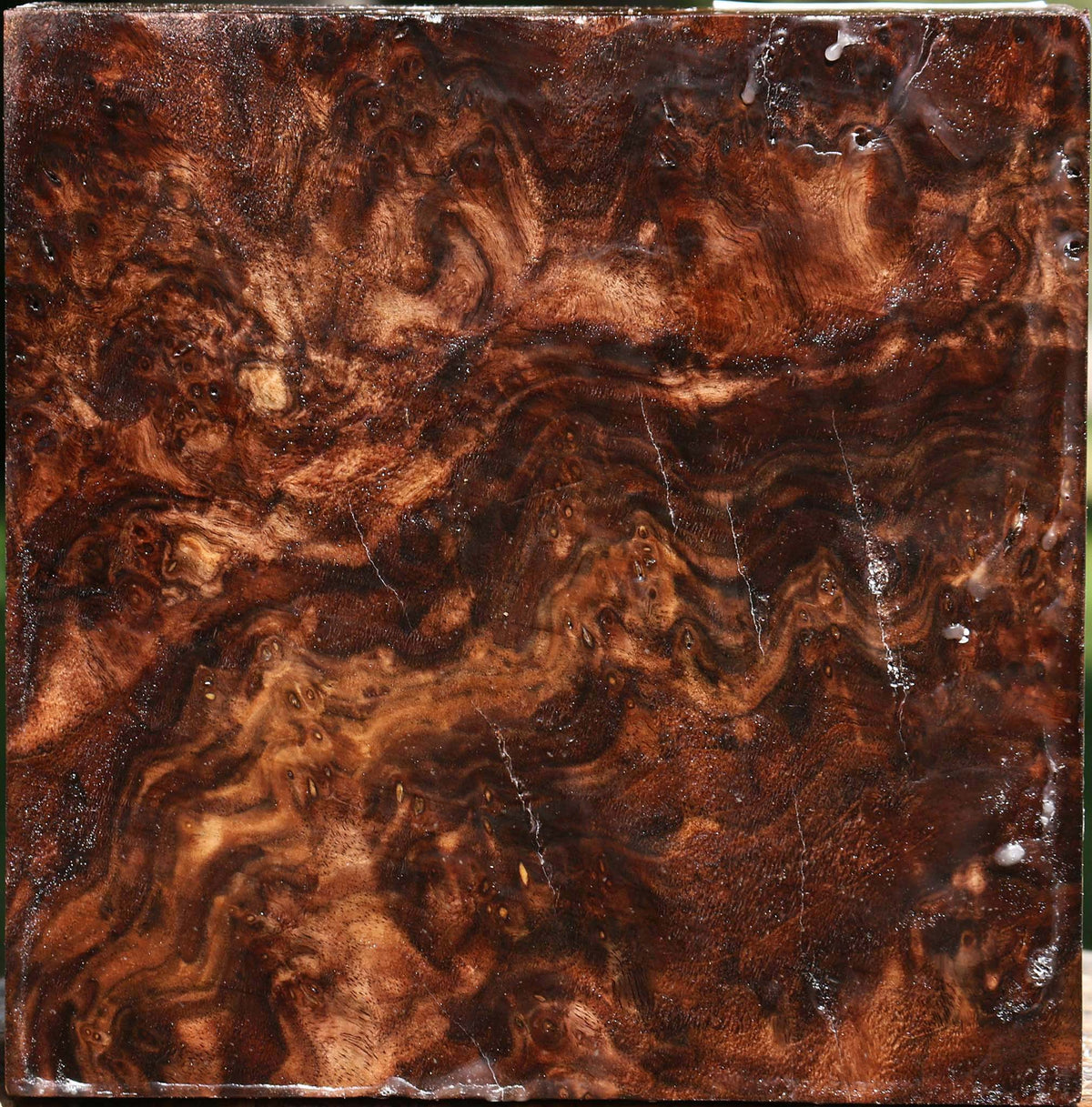 Claro Walnut Burl Bowl Blank