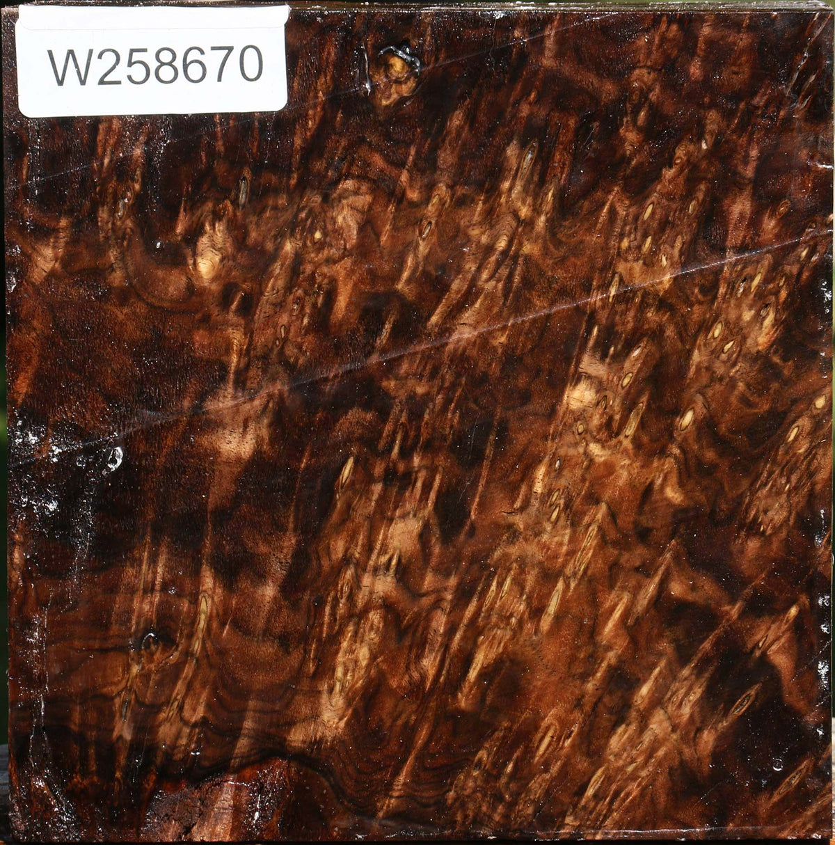 Claro Walnut Burl Bowl Blank