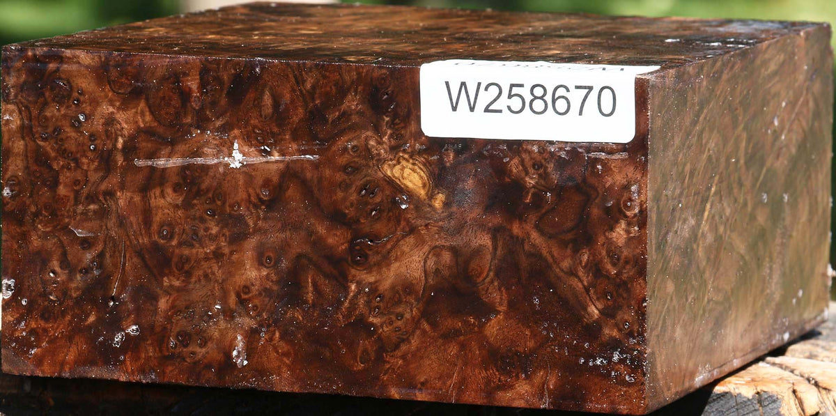 Claro Walnut Burl Bowl Blank
