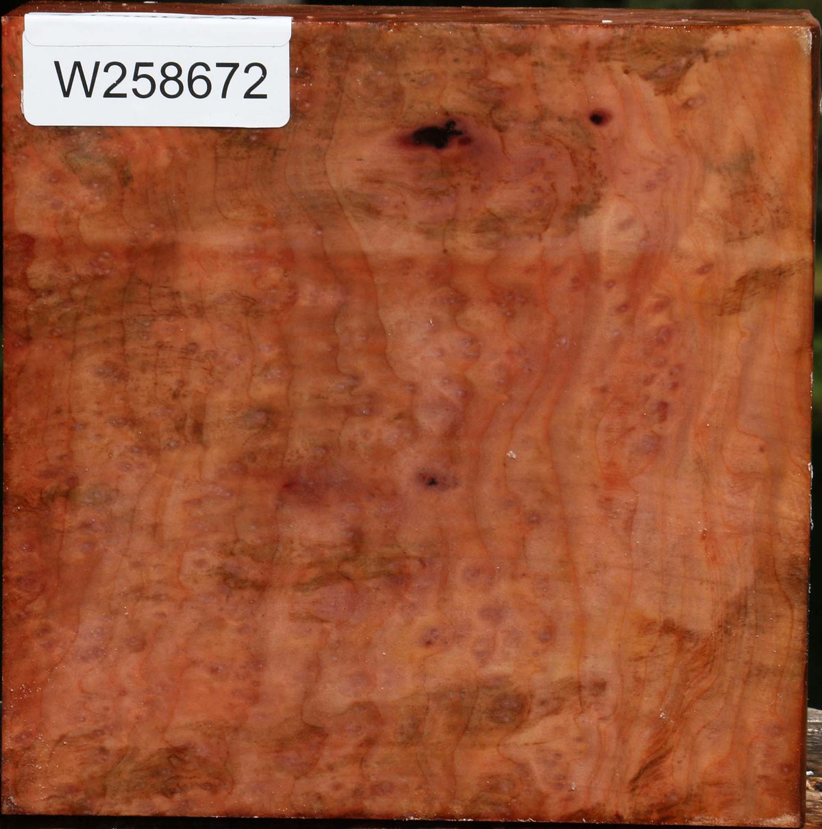 Madrone Burl Bowl Blank