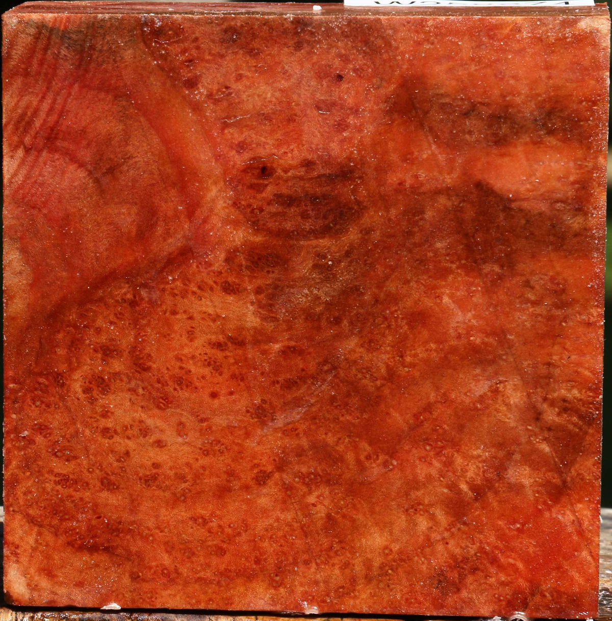 Madrone Burl Bowl Blank