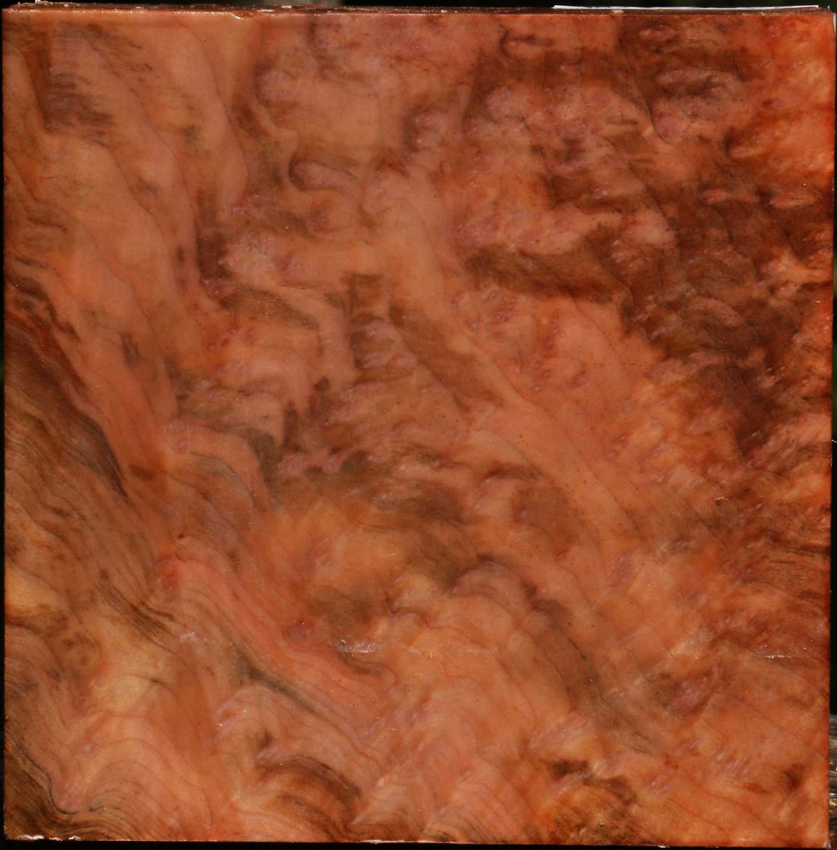 Madrone Burl Bowl Blank