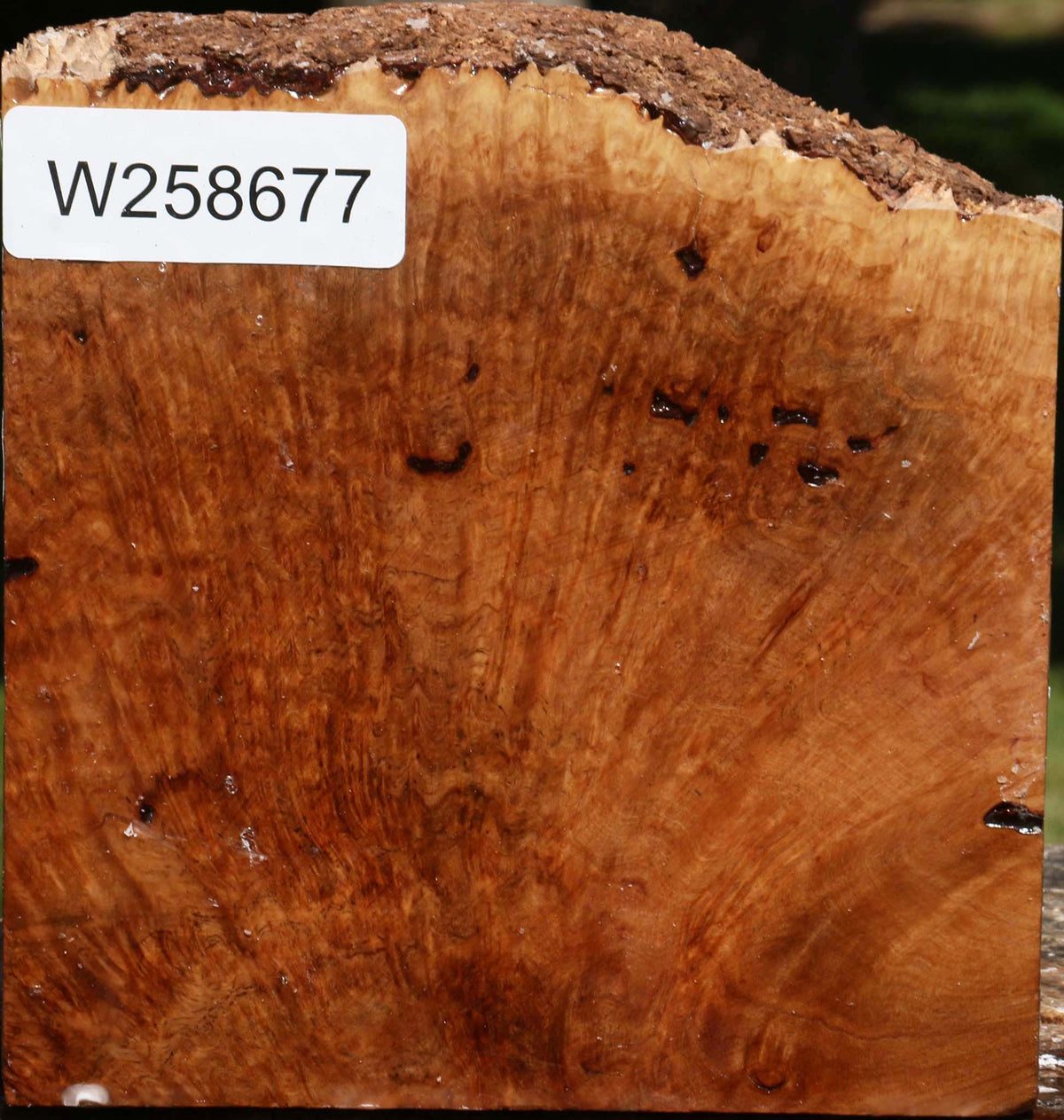 Extra Fancy Kanista Burl Live Edge Turning Blank