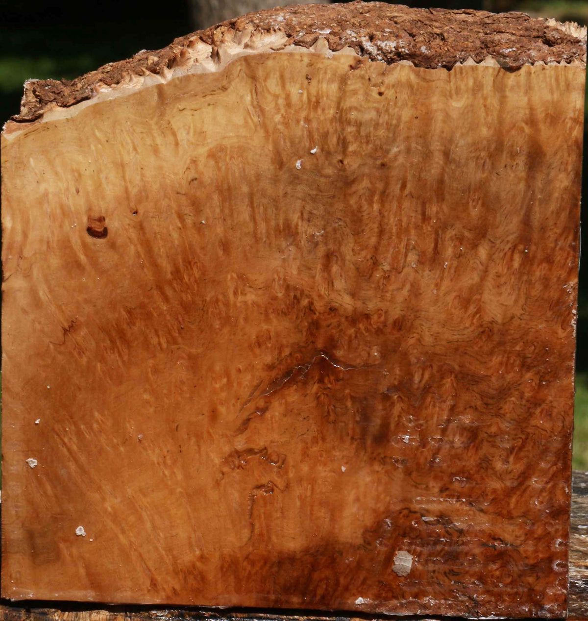 Extra Fancy Kanista Burl Live Edge Turning Blank