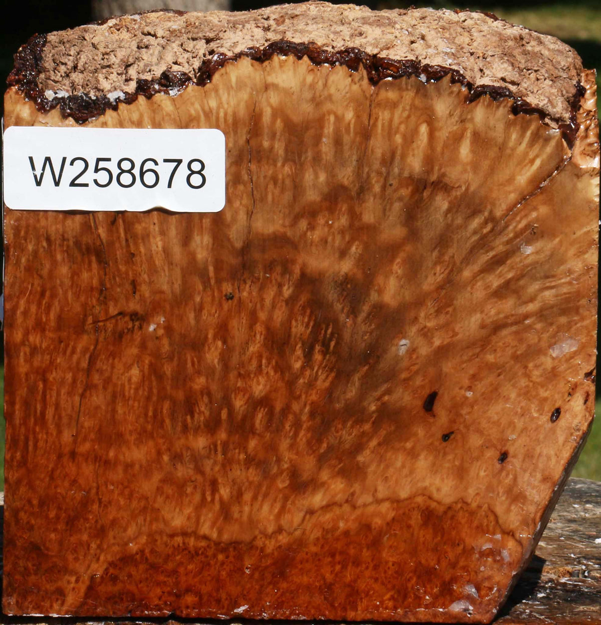 Exhibition Kanista Burl Live Edge Bowl Blank