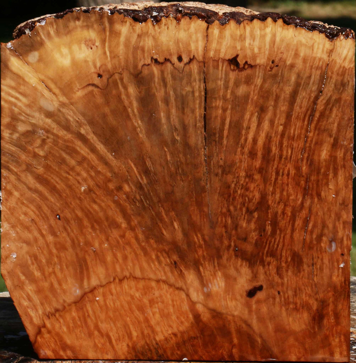 Exhibition Kanista Burl Live Edge Bowl Blank