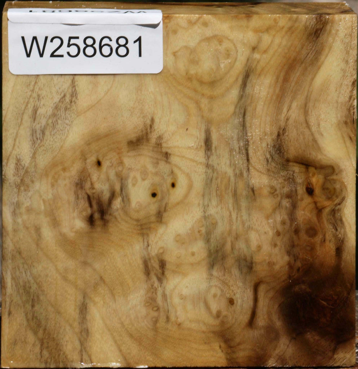Myrtle Burl Bowl Blank