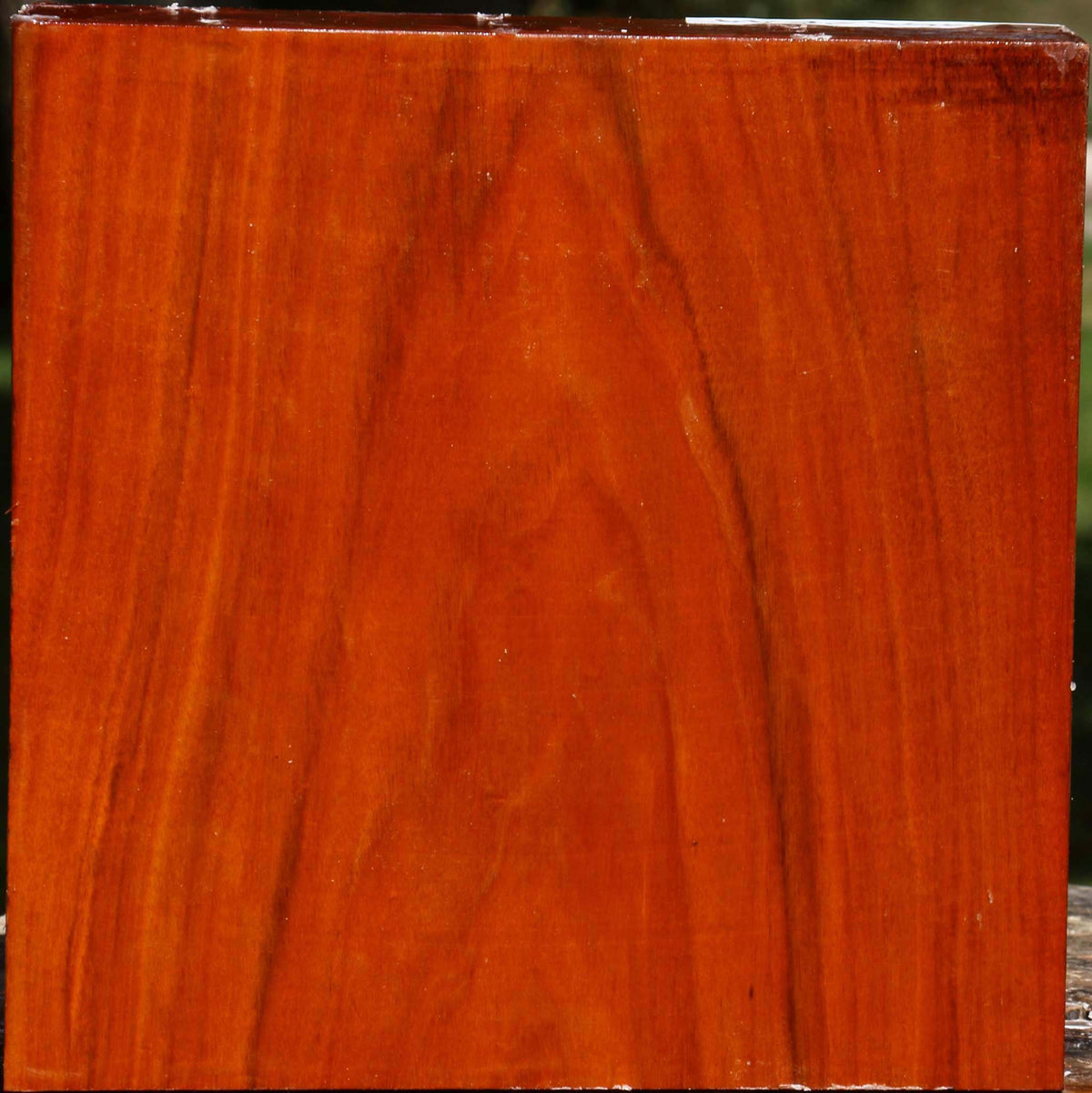 Pernambuco Bowl Blank