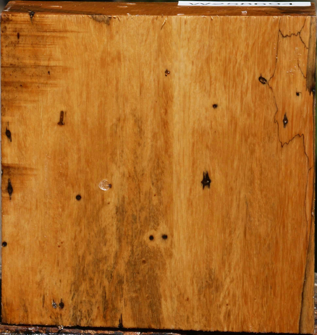 Spalted Tamarind Bowl Blank