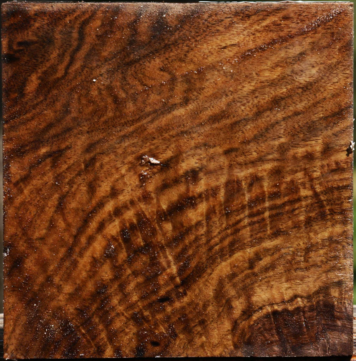 Extra Fancy Claro Walnut Bowl Blank