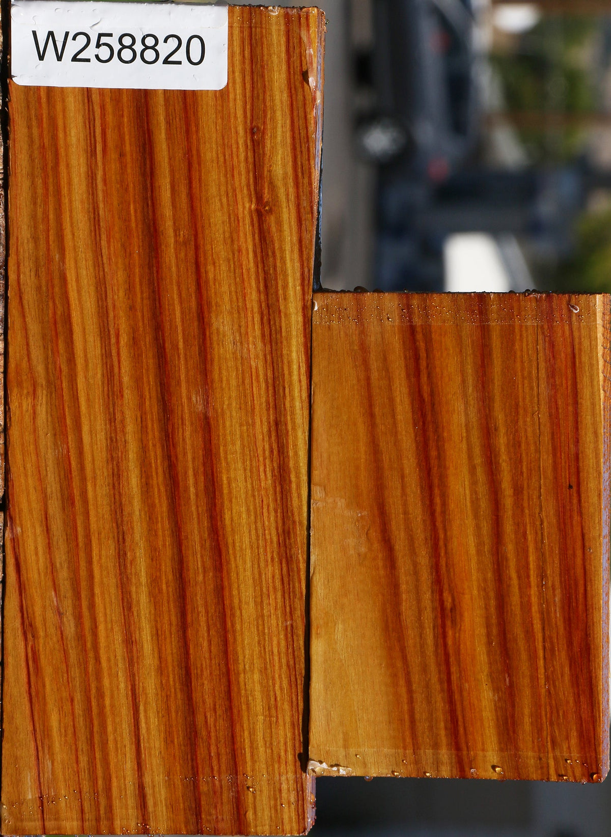 Canary Lumber 2 Pack