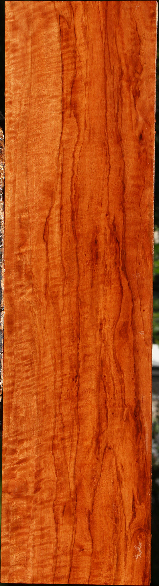 Extra Fancy Burmese Padauk Lumber