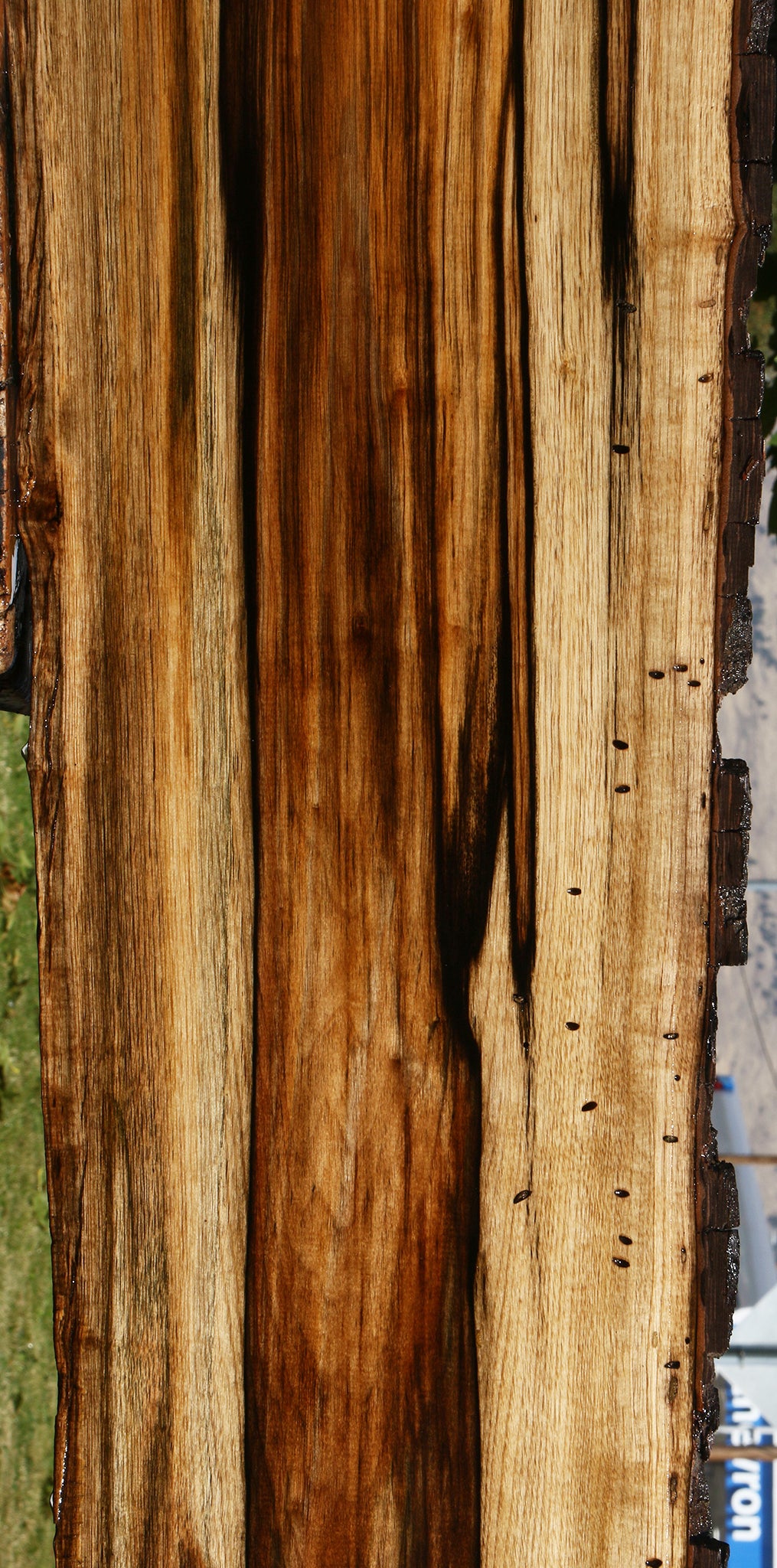 Exhibition Persimmon Live Edge Lumber
